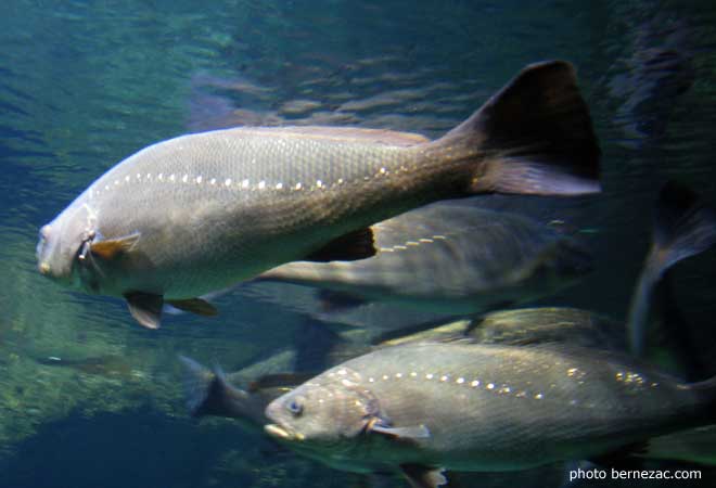 Aquarium de La Rochelle, salle Atlantique, maigre