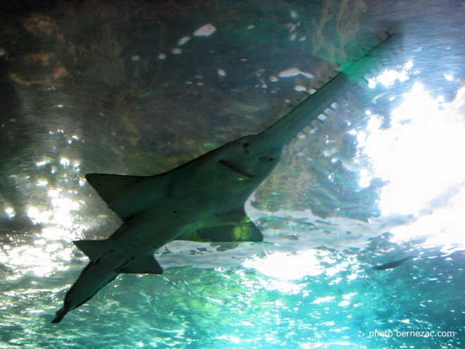 Aquarium de La Rochelle, poisson-scie