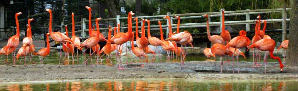 quels animaux au zoo de la palmyre