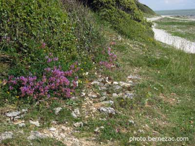 Vaux-sur-Mer, sur le sentier des douaniers