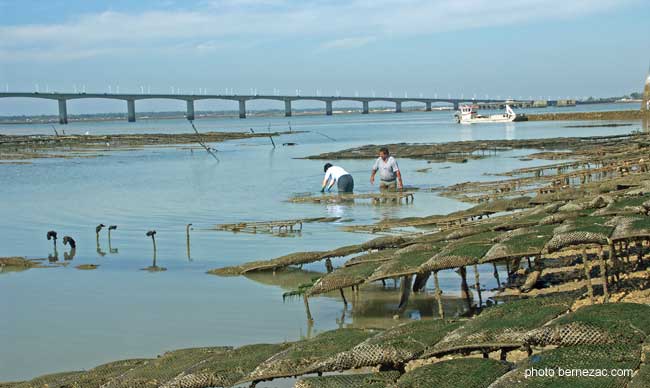 pont d'Oléron et ostréiculteurs