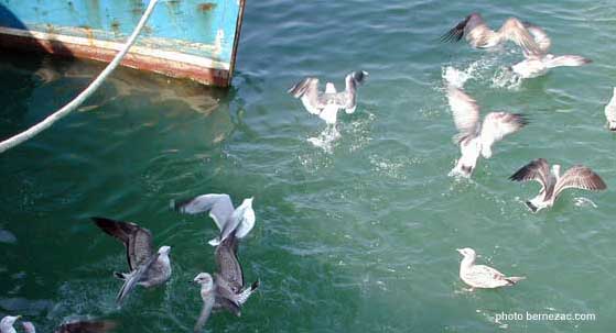 La Cotinière, île d'Oléron, les mouettes