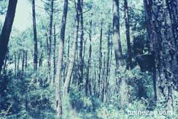 la forêt dans les années 1960