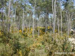 la forêt de la Coubre