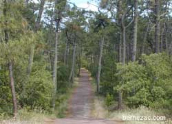 piste cyclable en forêt