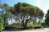 camping la clairière ronce-les-bains