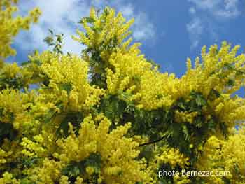 île d'Oléron, mimosa