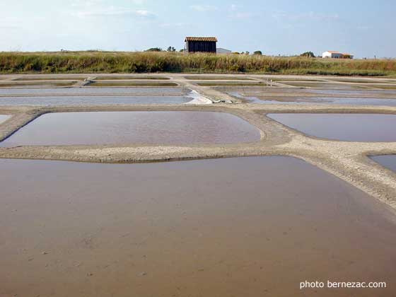 île de Ré, les marais salants de Loix