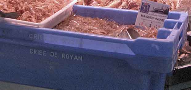 Royan, marché, les produits de la criée de Royan
