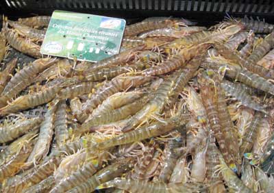 Les crevettes impériales 