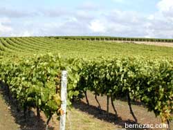 vignobles Charentais