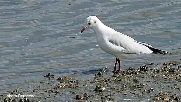 La Seudre à Chatressac, marée basse, mouette