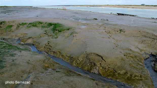 La Seudre à Chatressac, marée basse