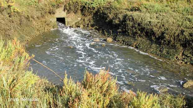 Chaillevette, marais ostréicoles
