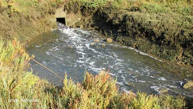 Chaillevette, marais ostréicoles