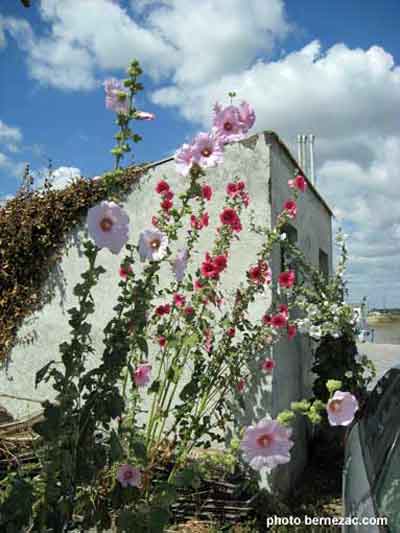 L'Eguille-sur-Seudre, roses trémières
