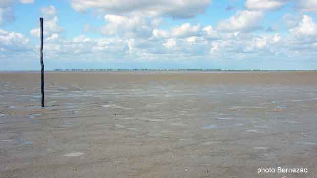 Esnandes baie de l'Aiguillon