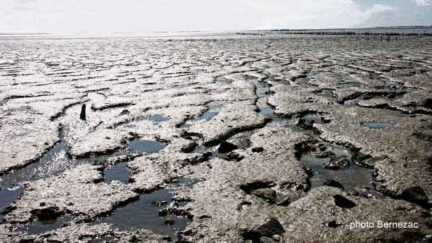 Esnandes, la baie de l'Aiguillon