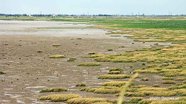 Esnandes baie de l'Aiguillon