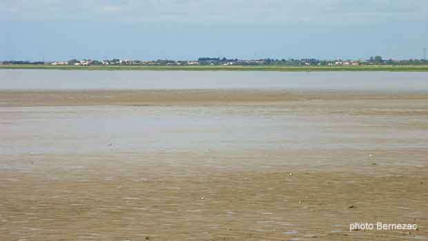 Esnandes baie de l'Aiguillon