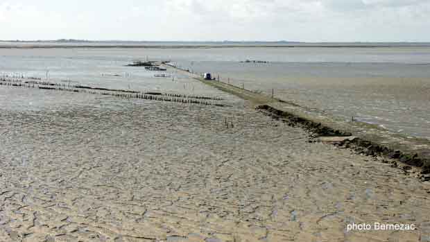 Esnandes, mytiliculture dans la baie de l'Aiguillon