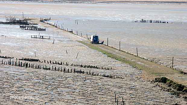 Esnandes, mytiliculture dans la baie de l'Aiguillon