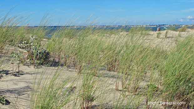 Le Verdon-sur-Mer, pointe de Grave, dune et végétation dunaire