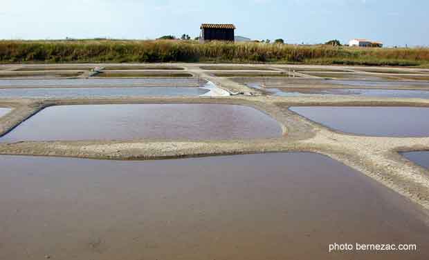 île de ré, marais salants sur la route de Loix