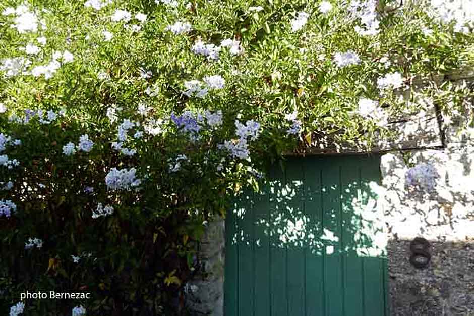 ars-en-ré, dans une venelle fleurie