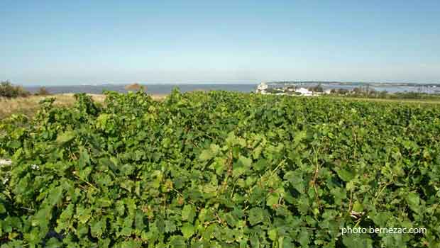 Talmont-sur-Gironde, le vignoble Les Hauts de Talmont