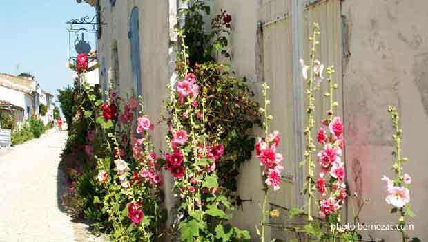 Talmont-sur-Gironde, ruelles et roses trémières
