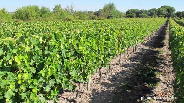 Talmont-sur-Gironde, le vignoble Les Hauts de Talmont