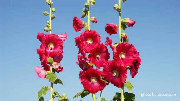 Talmont-sur-Gironde, ruelles et roses 