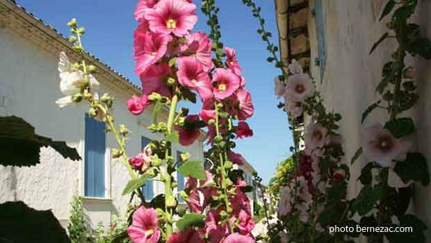 Talmont-sur-Gironde, roses trémières