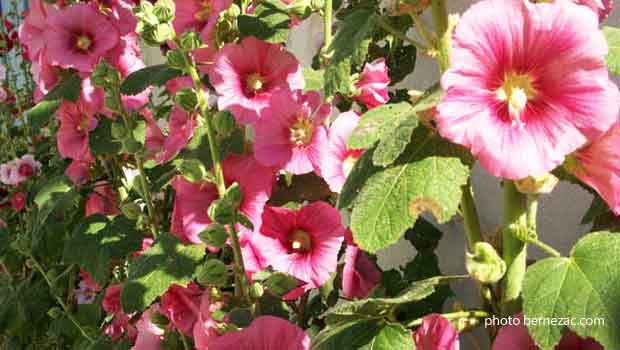 Talmont-sur-Gironde, roses trémières