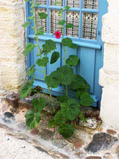 Talmont-sur-Gironde, roses trémières