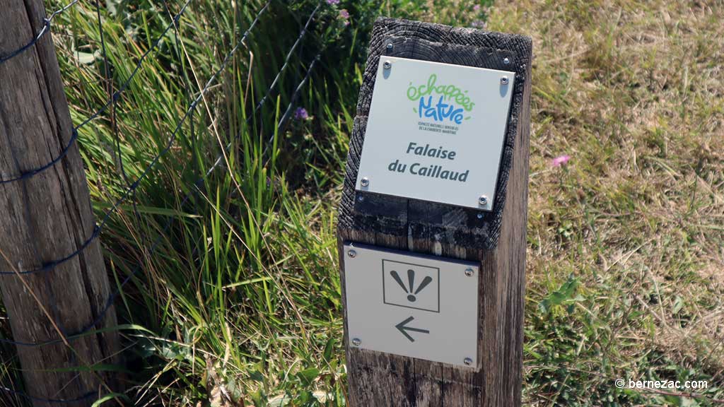 Talmont-sur-Gironde, la falaise du Caillaud, chemin