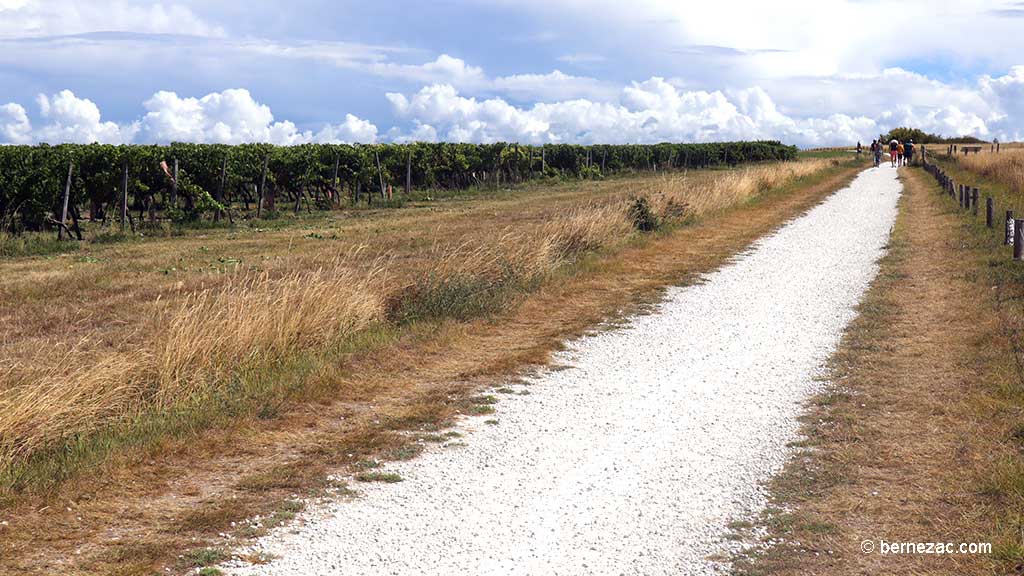 Talmont-sur-Gironde, la falaise du Caillaud, les vignes