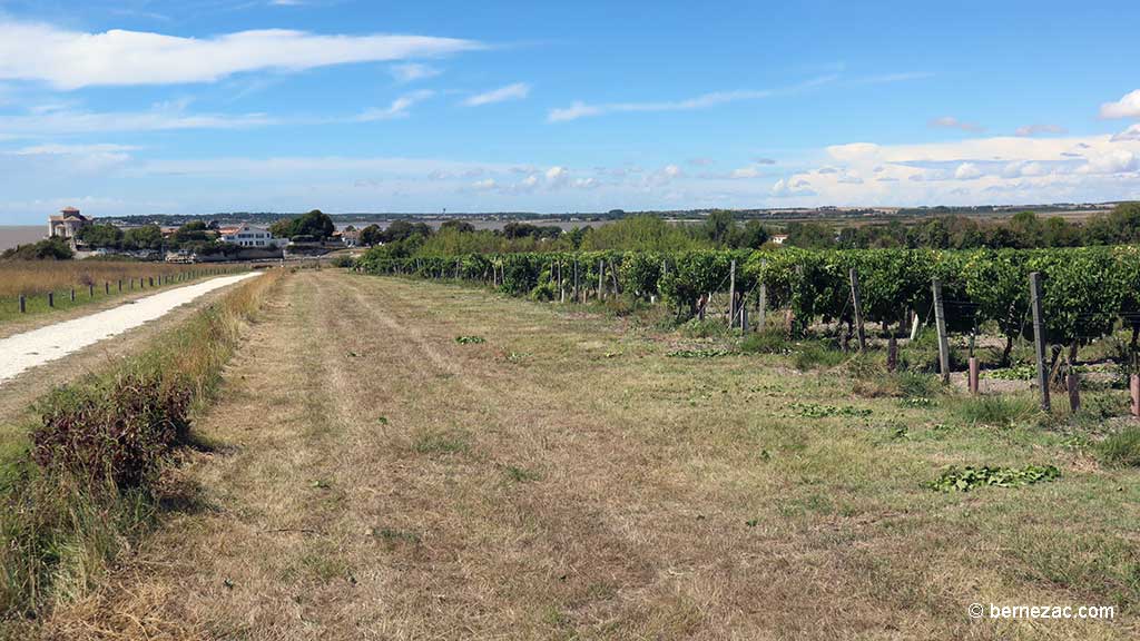 Talmont-sur-Gironde, la falaise du Caillaud, chemin