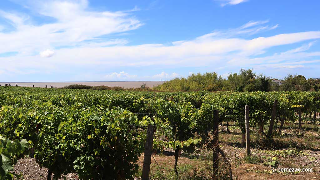 Talmont-sur-Gironde, la falaise du Caillaud, les vignes