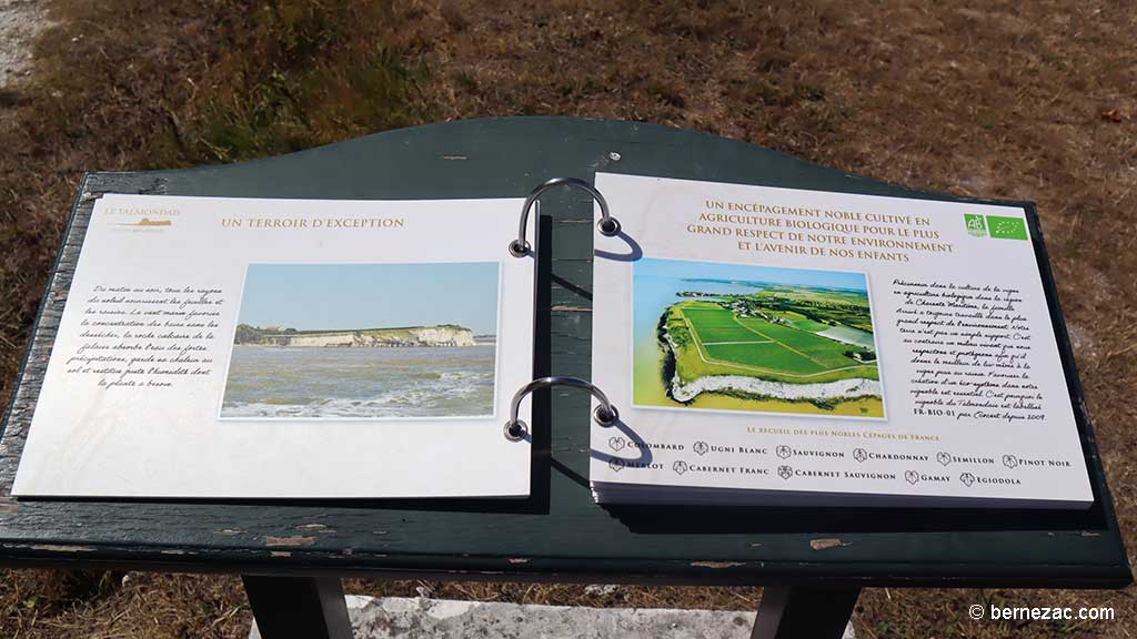 Talmont-sur-Gironde, la falaise du Caillaud, les vignes