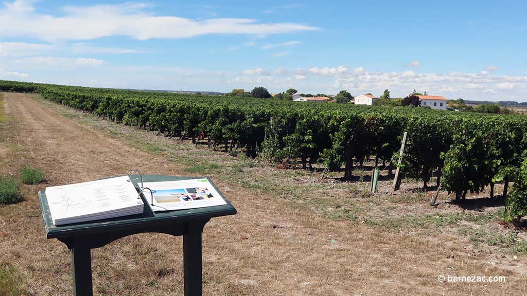 Talmont-sur-Gironde, la falaise du Caillaud, les vignes