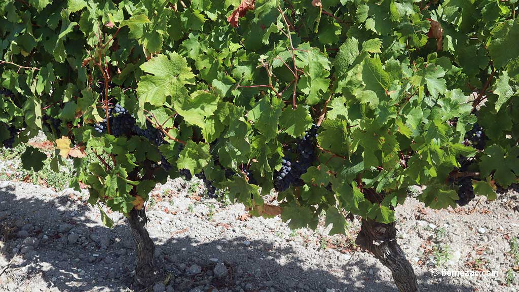 Talmont-sur-Gironde, la falaise du Caillaud, les vignes