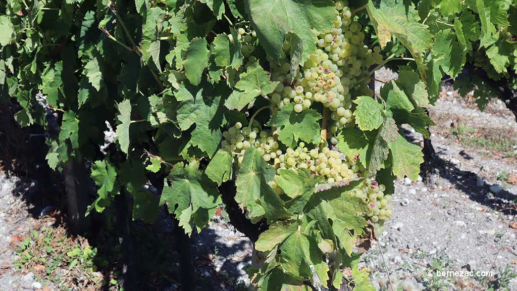 Talmont-sur-Gironde, la falaise du Caillaud, les vignes