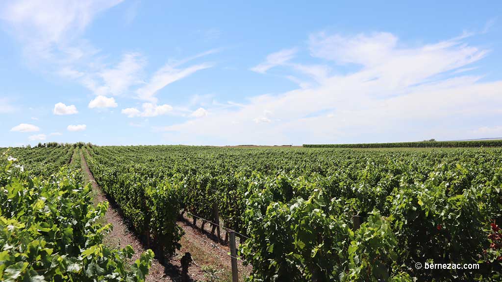 Talmont-sur-Gironde, la falaise du Caillaud, les vignes