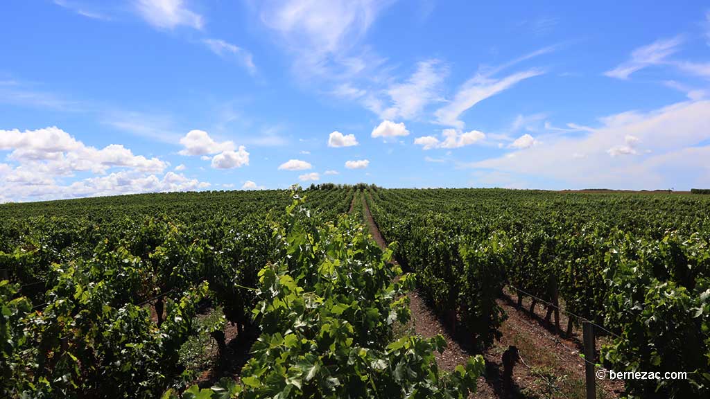 Talmont-sur-Gironde, la falaise du Caillaud, les vignes