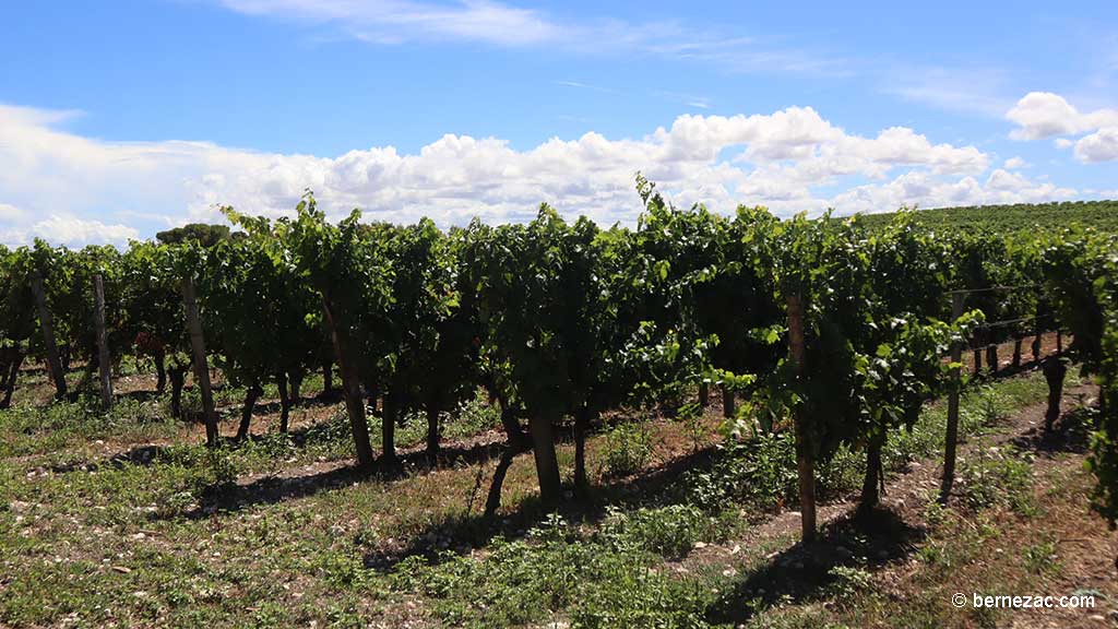 Talmont-sur-Gironde, la falaise du Caillaud, les vignes