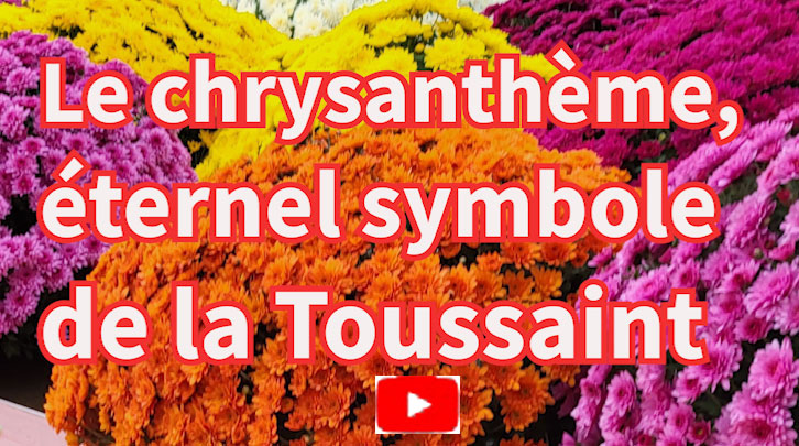 Le chrysanthème, éternel symbole de la Toussaint
