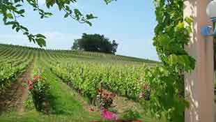 chateau pinet la roquette