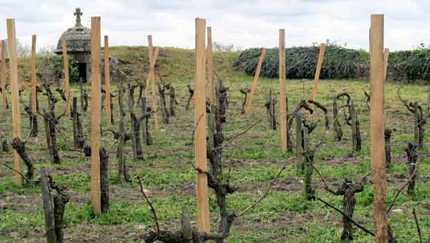 Blaye - le Clos de l'Echauguette en avril, bastion et échauguette dominant la Gironde